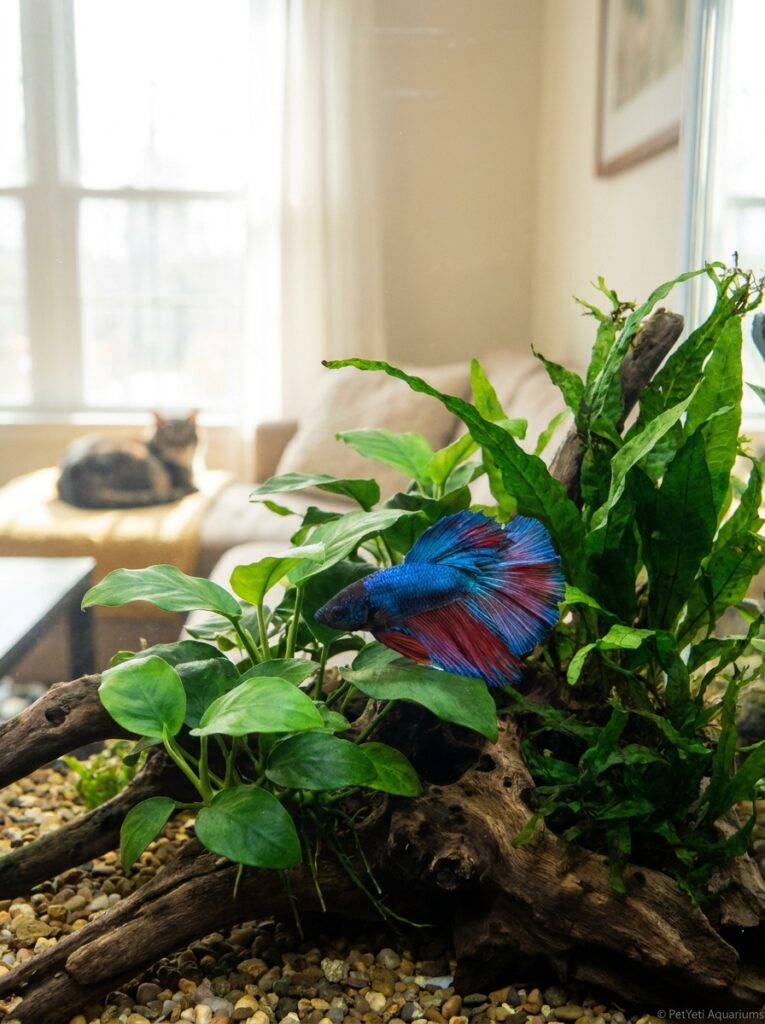 Healthy Betta fish resting calmly near the bottom of a planted aquarium.