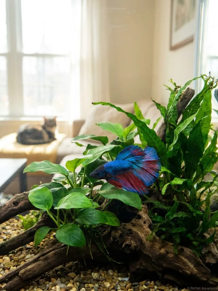 Betta fish staying at the bottom of a planted aquarium