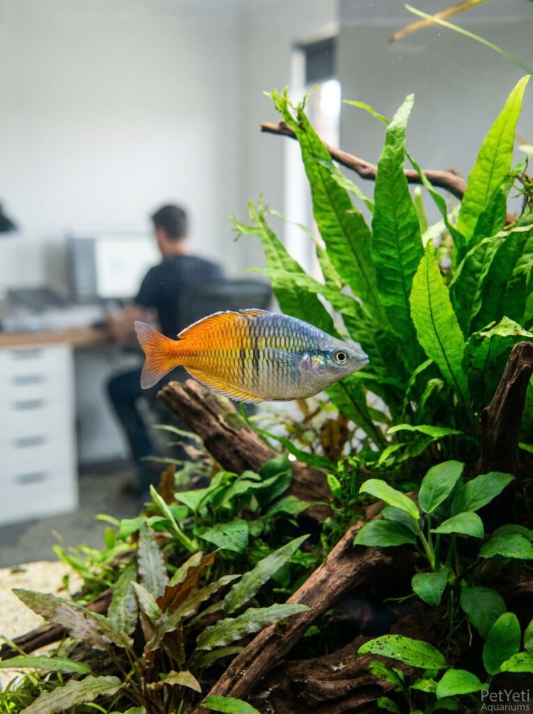 Colorful aquarium fish viewed under balanced natural lighting.