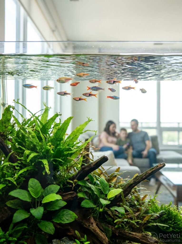 Fish swimming near the surface in a healthy planted aquarium.