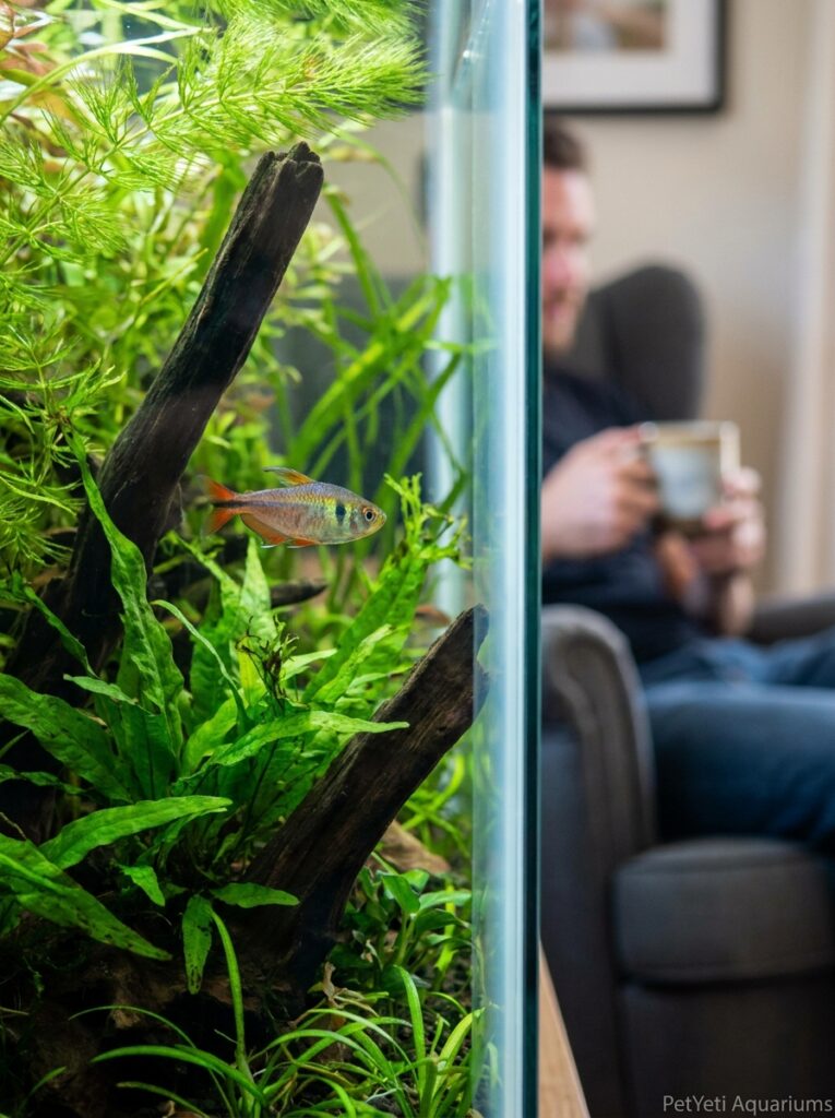 Healthy aquarium demonstrating good water quality and fish care.