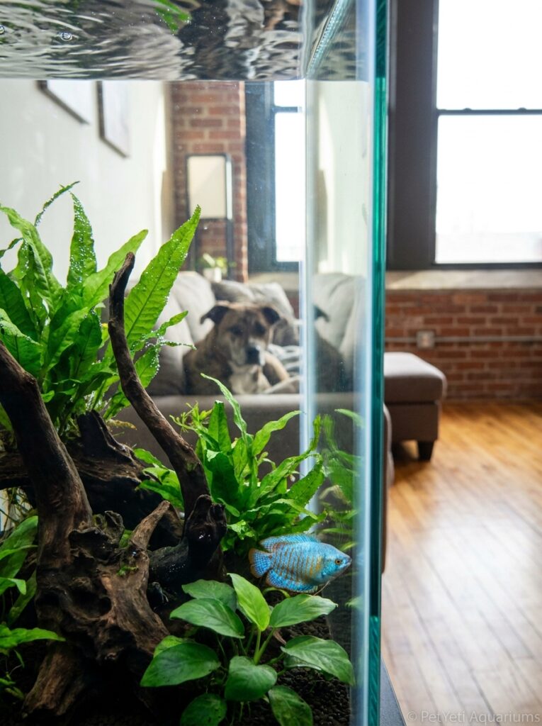 New fish exploring a planted aquarium in a modern apartment.