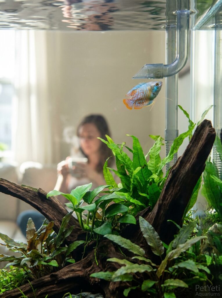 Community fish near filter flow in a healthy aquarium.