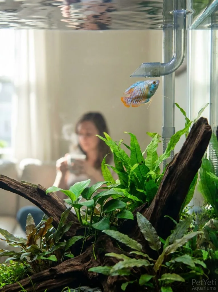 Community fish near filter flow in a healthy aquarium.