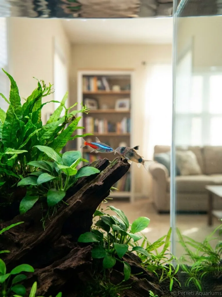 Community fish briefly interacting in a healthy planted aquarium.
