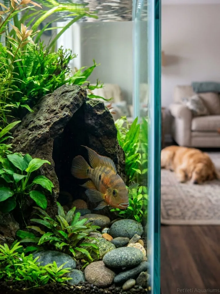 Fish guarding a cave area in a planted aquarium.