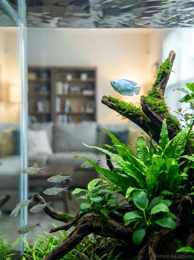 Different community fish species sharing aquarium space.