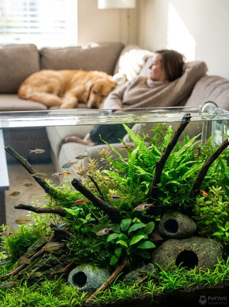 Heavily planted aquarium with multiple hiding spaces for fish.