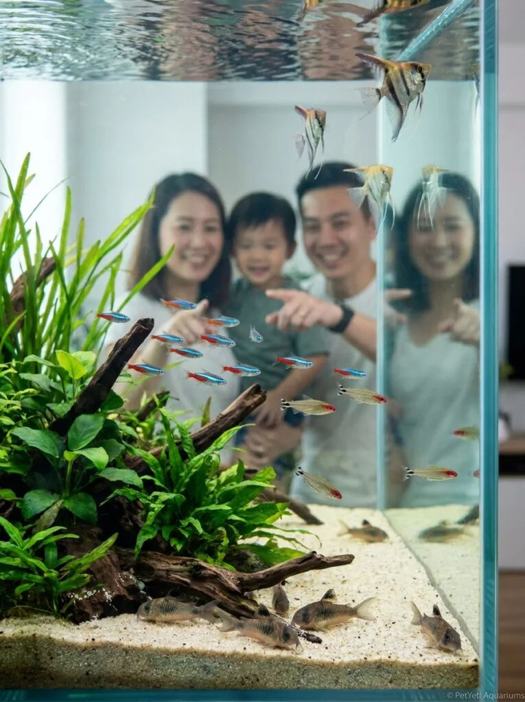 Peaceful community aquarium with healthy active fish.
