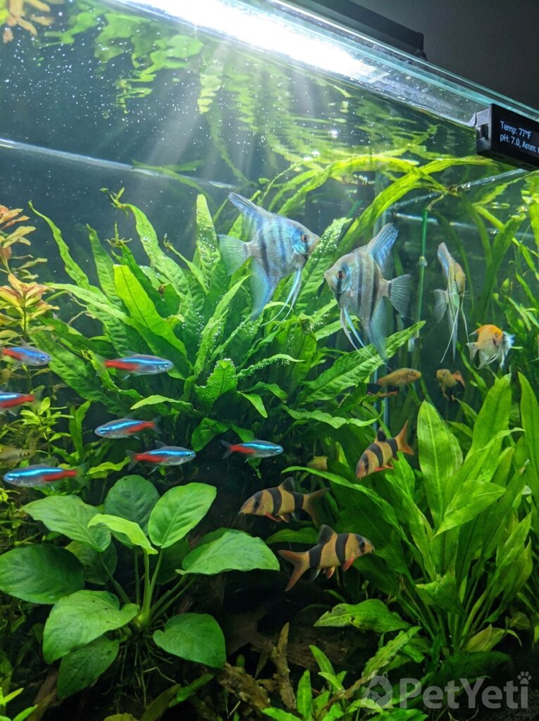 Healthy tropical fish thriving in stable aquarium water conditions.