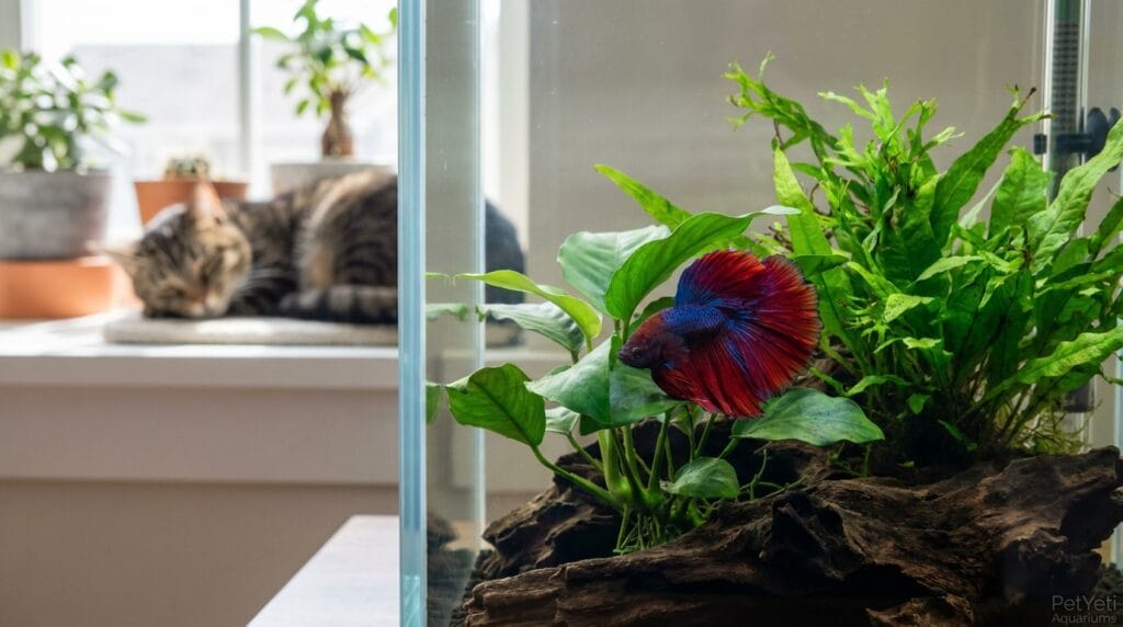 Healthy betta fish resting calmly near the bottom of a planted aquarium