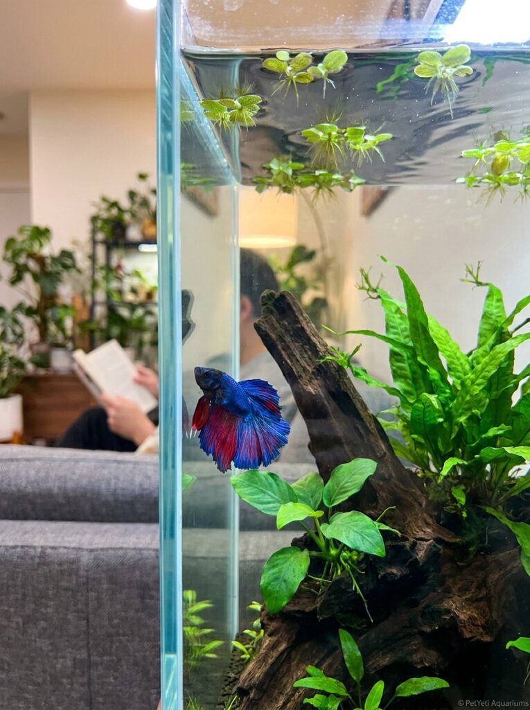 Healthy Betta fish swimming alongside the front glass of a planted aquarium.