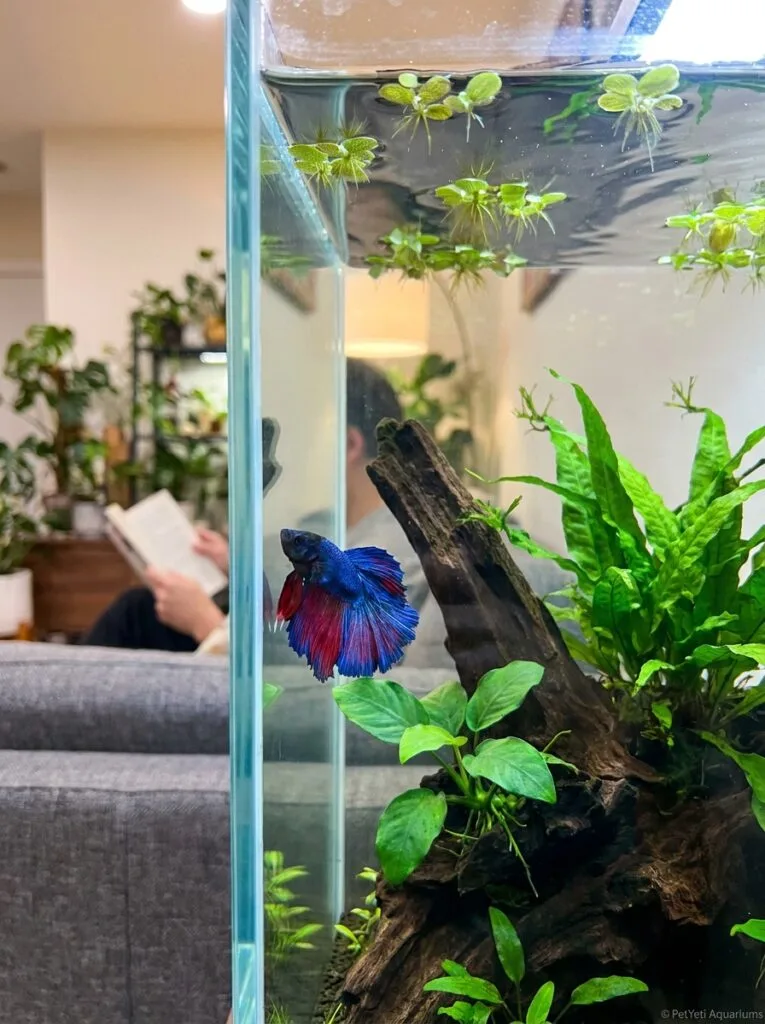 Healthy Betta fish swimming alongside the front glass of a planted aquarium.