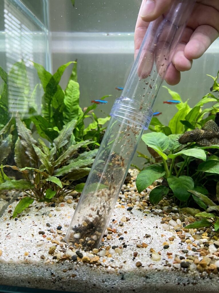 Gentle gravel vacuuming in a planted aquarium without disturbing plant roots.