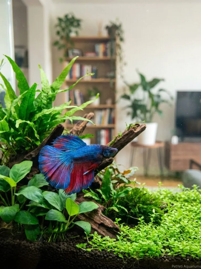 Betta fish exploring a newly arranged planted aquarium.