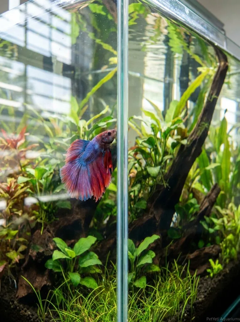 Betta fish swimming near aquarium glass with natural reflections visible.