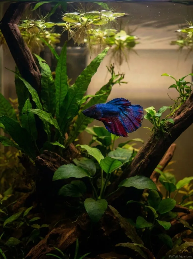 Healthy Betta fish swimming among live plants and driftwood in a planted aquarium.