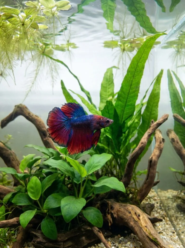 Healthy Betta fish in a crystal-clear planted aquarium with excellent water quality.