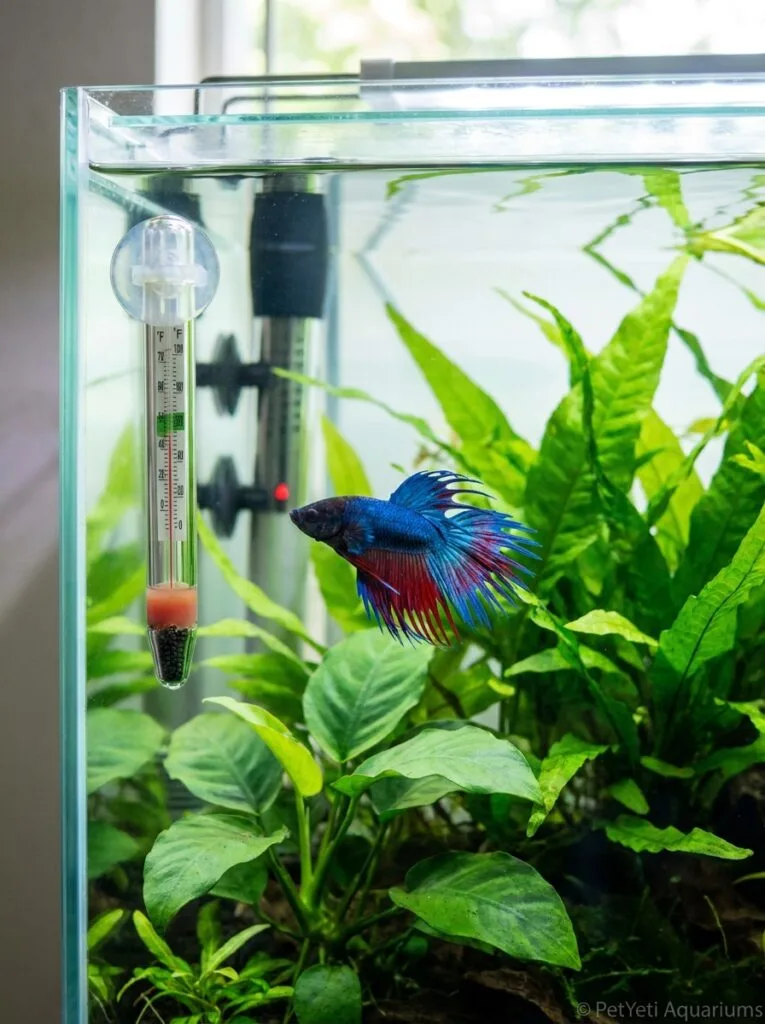 Betta fish in a stable planted aquarium with visible heater and thermometer.