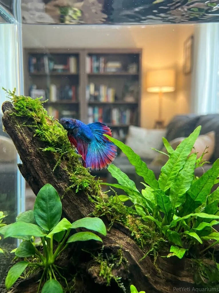 Active Betta fish exploring different areas of a healthy planted aquarium.