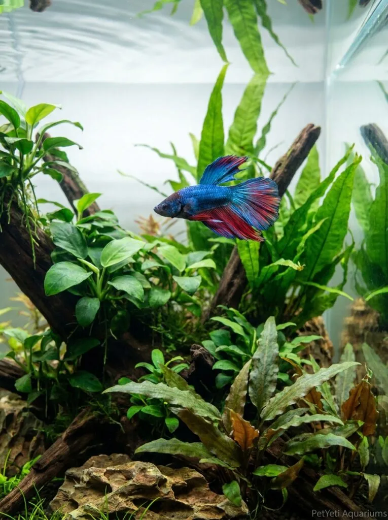 Healthy Betta fish swimming confidently through a thriving planted aquarium.
