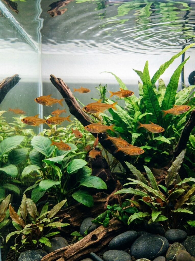 School of ember tetras in a lush planted community aquarium