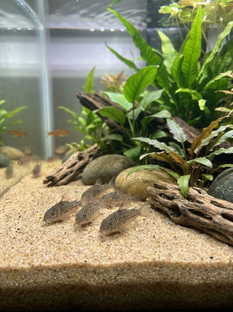 Group of pygmy corydoras exploring the bottom of a planted aquarium