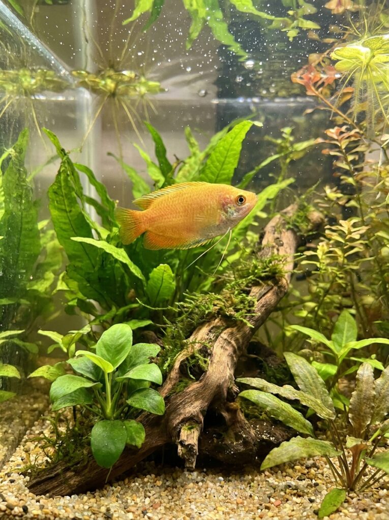 Honey gourami swimming peacefully among aquatic plants