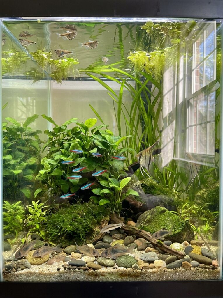 Fish naturally occupying different swimming levels in an aquarium