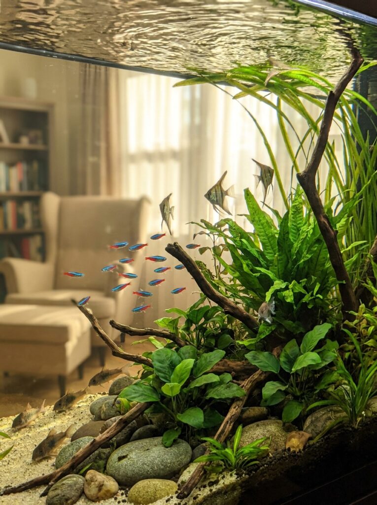 Compatible fish species coexisting in a harmonious community aquarium