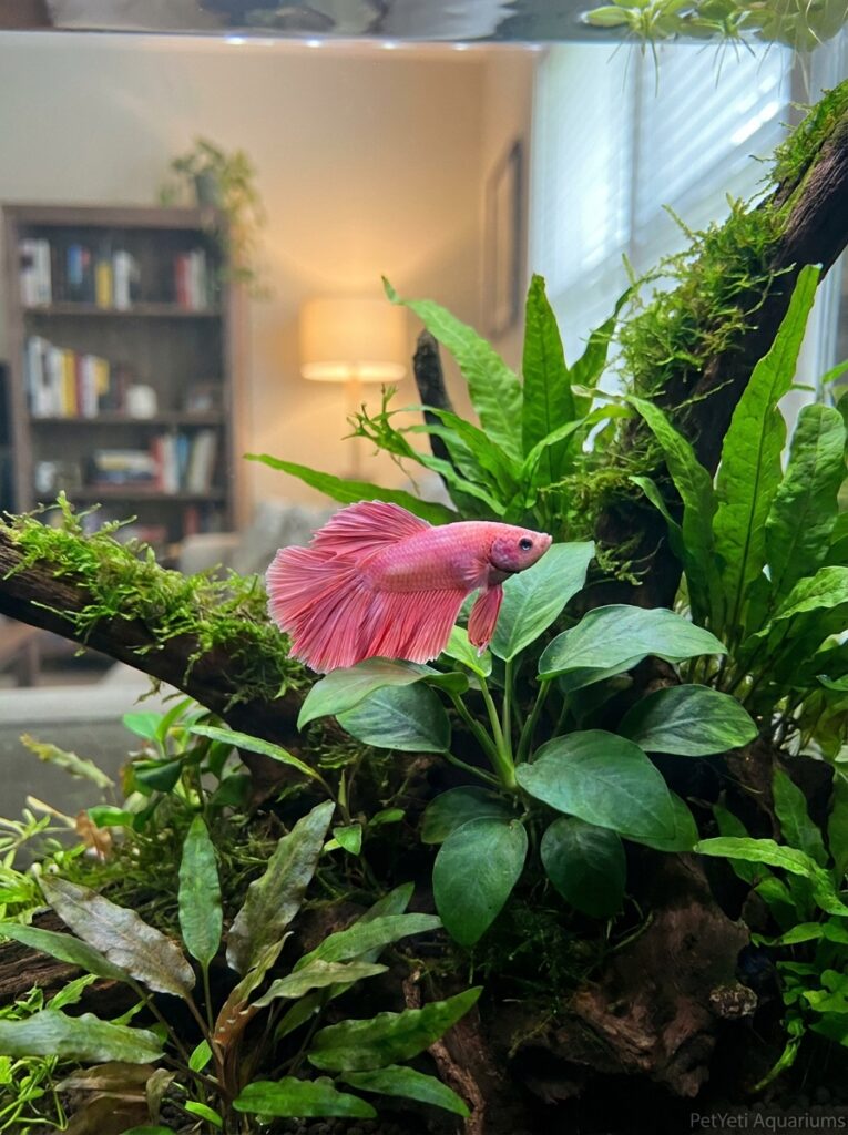 Betta fish resting comfortably after swimming in a planted aquarium.