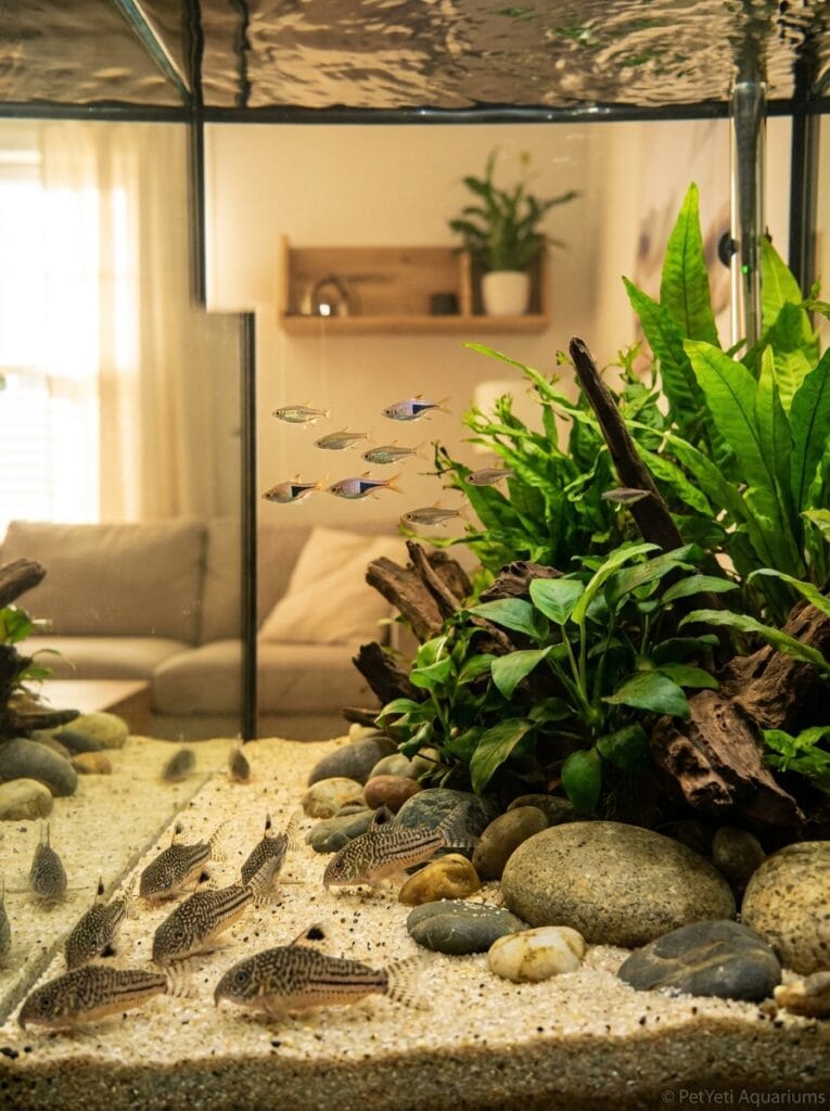 Corydoras Catfish in a peaceful community aquarium