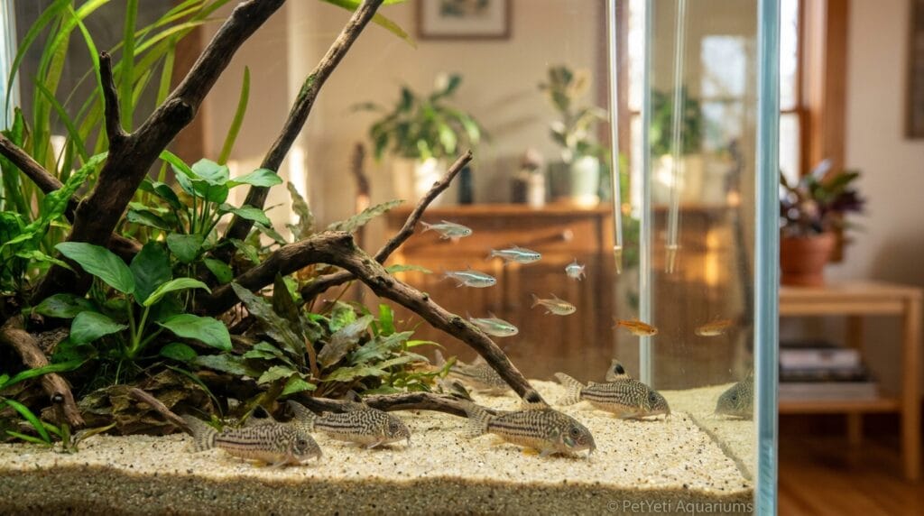 Corydoras Catfish in a peaceful community aquarium
