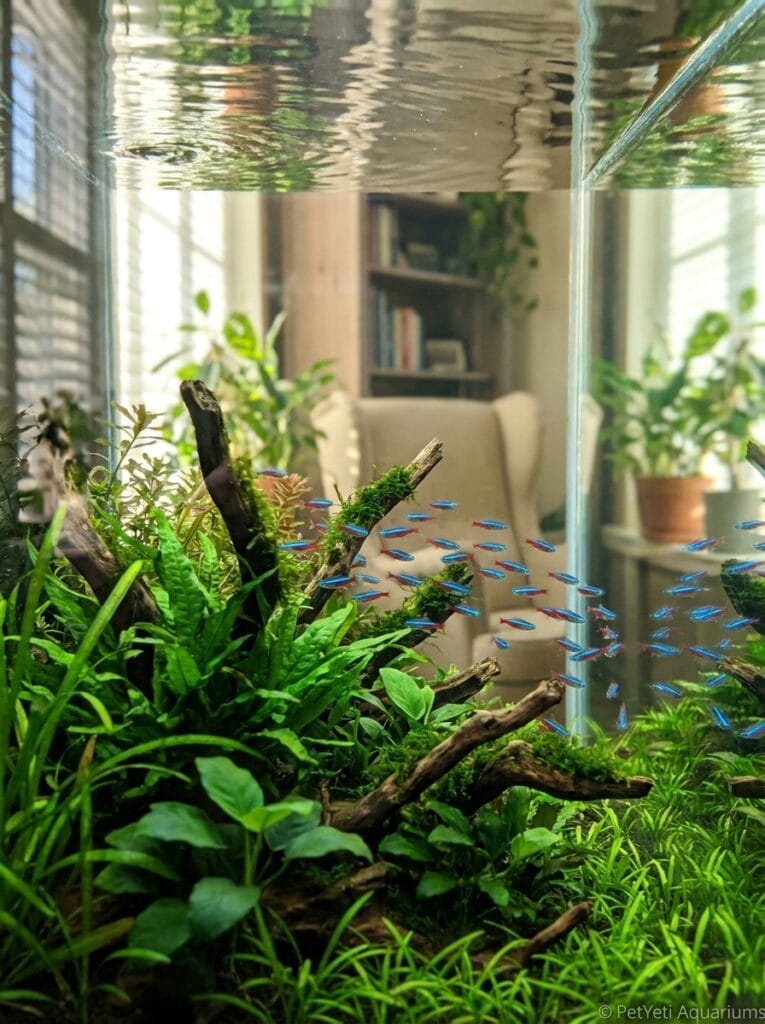 School of Neon Tetras swimming in a peaceful planted aquarium