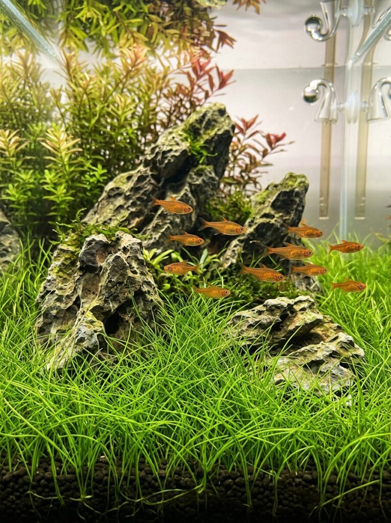 Dwarf Hairgrass forming a natural green carpet in an aquascape