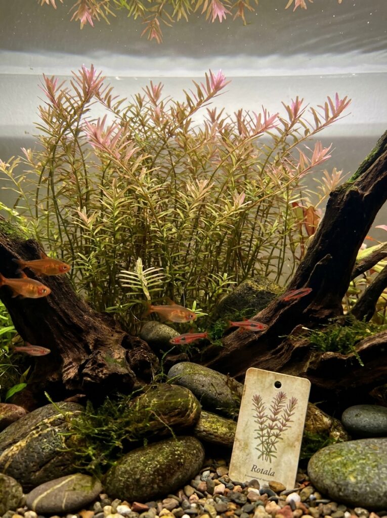Rotala Rotundifolia with fine leaves and subtle coloration