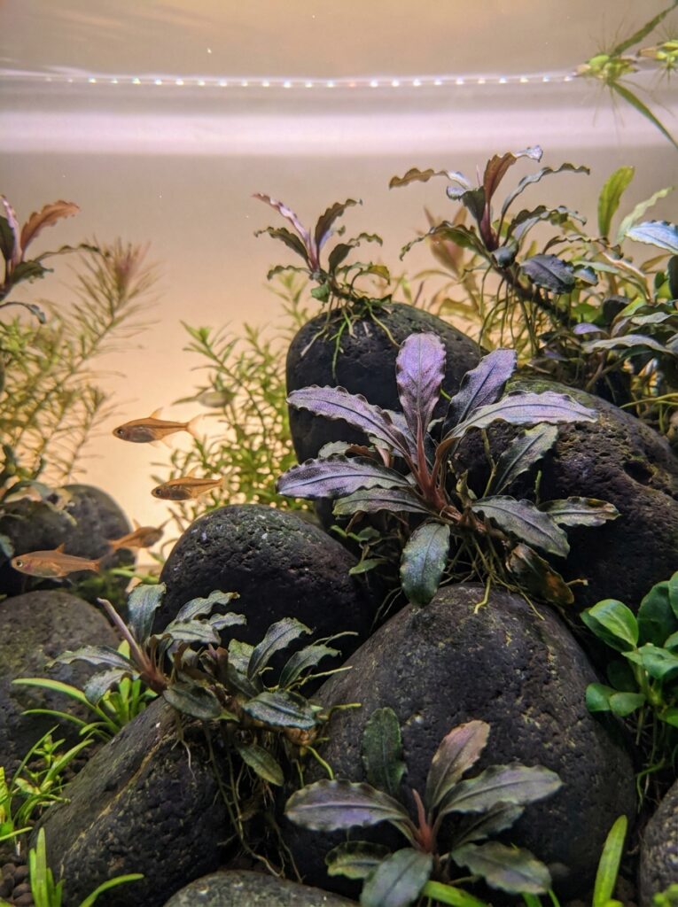 Bucephalandra growing on stones in the aquarium midground
