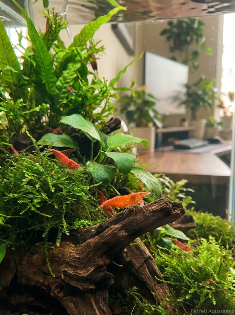 Cherry Shrimp visible among live plants and driftwood in a planted aquarium.