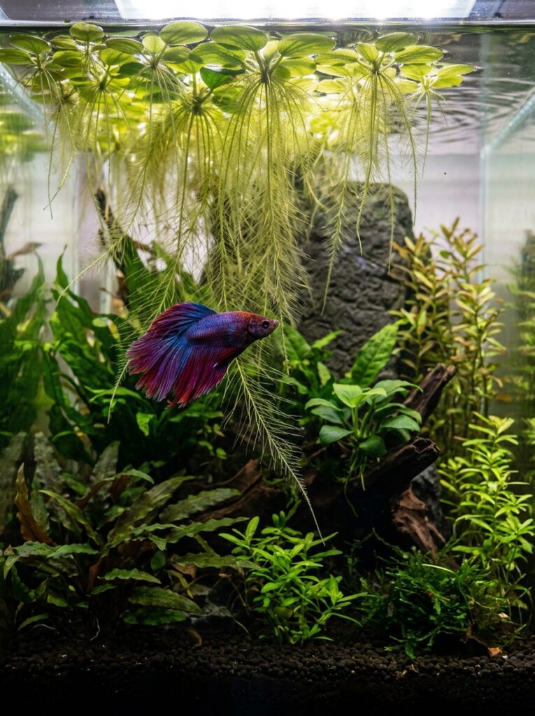 Amazon Frogbit floating on the surface of a betta aquarium