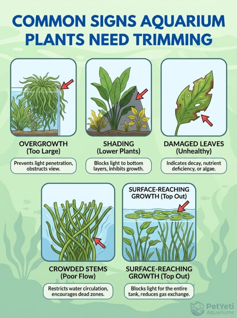 Signs that aquarium plants need trimming