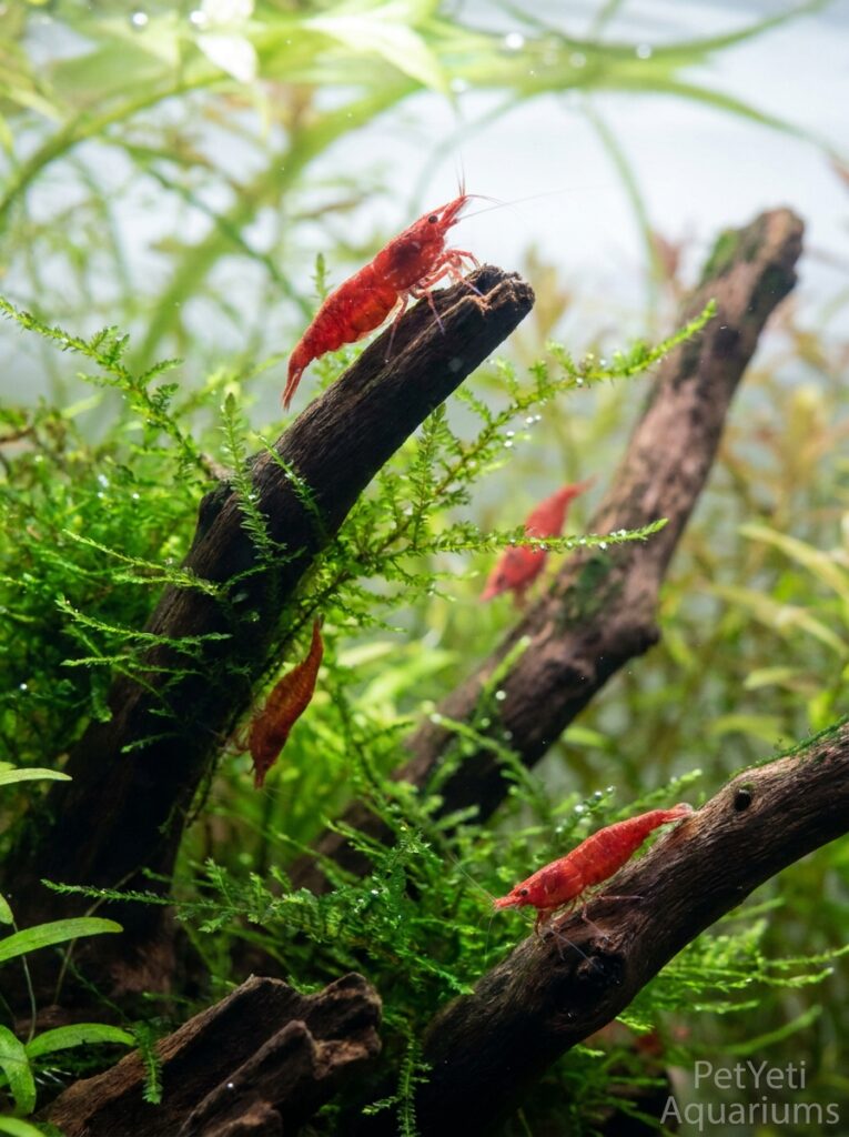 Cherry Shrimp exploring a newly established planted aquarium.
