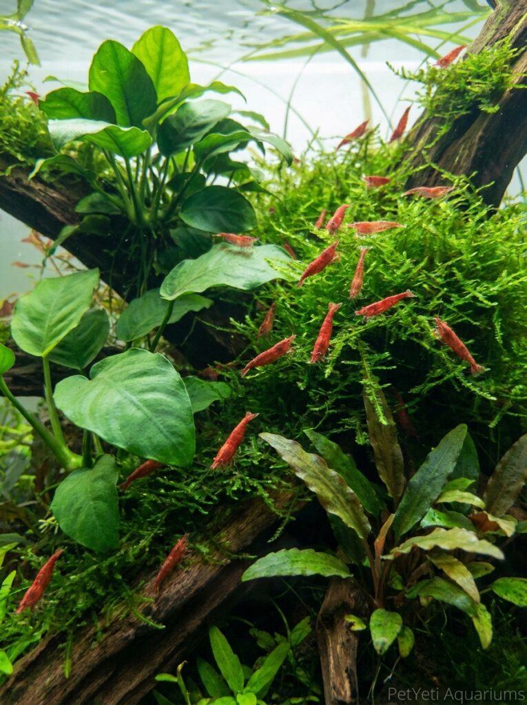 Cherry Shrimp grazing among dense Java Moss and aquarium plants.