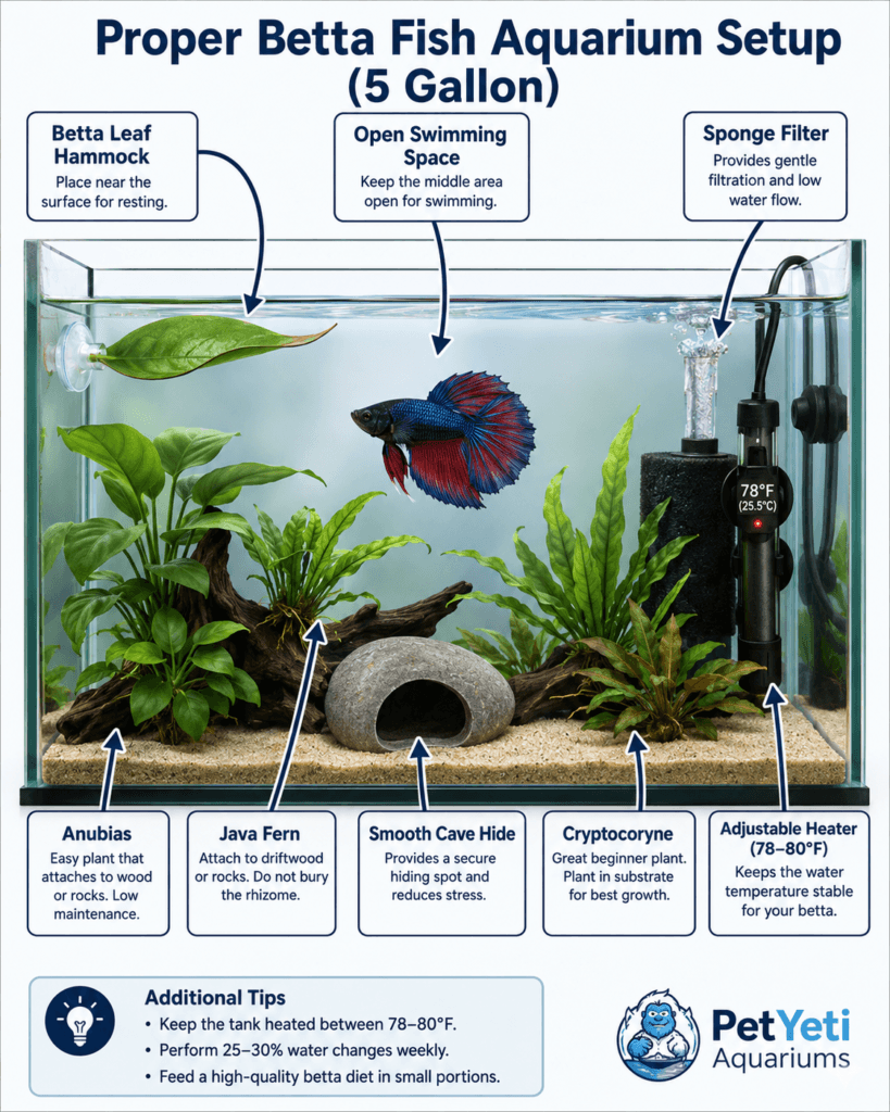 Betta fish in a properly equipped 5 gallon aquarium