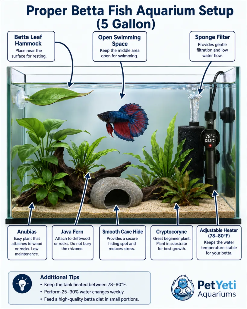 Betta fish in a properly equipped 5 gallon aquarium