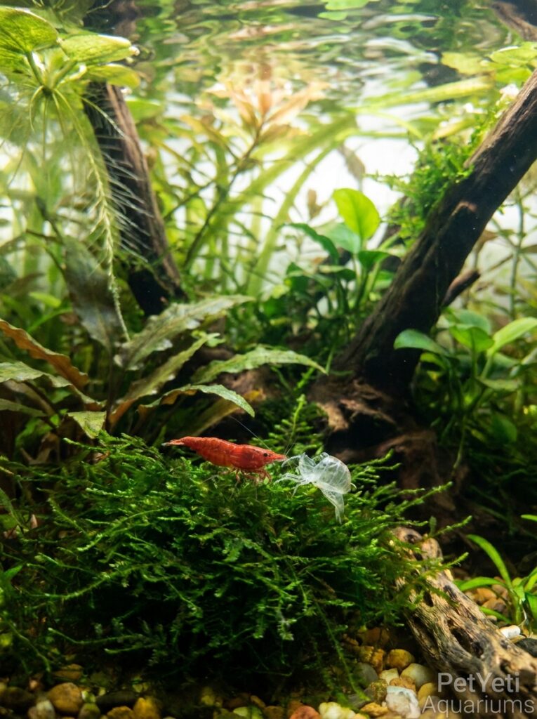Cherry Shrimp resting safely among moss after molting.