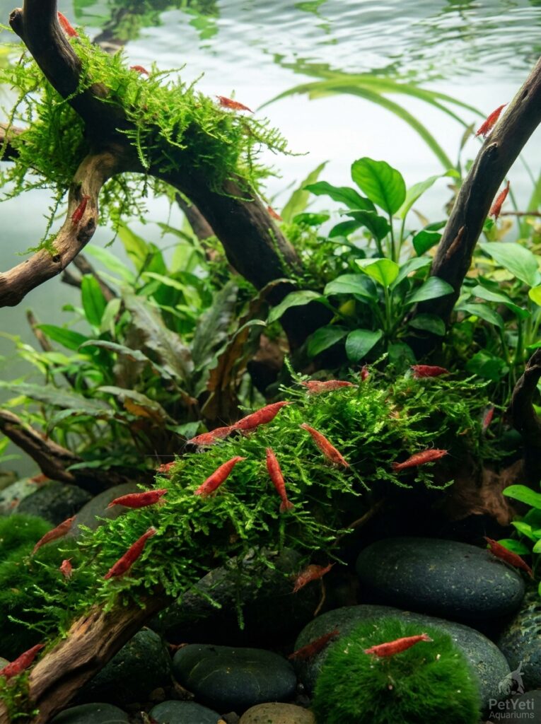 Cherry Shrimp feeding on biofilm within a planted aquarium.