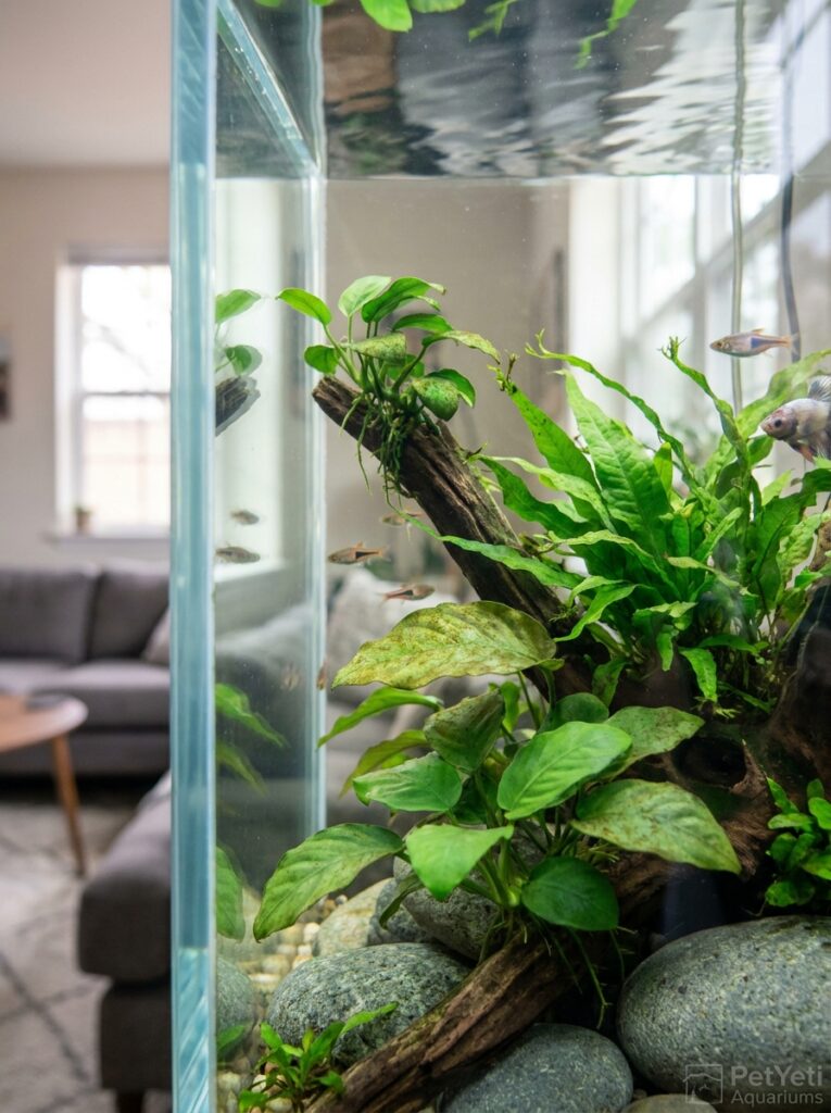 Aquarium plants with light algae growth on older leaves in a planted freshwater aquarium.