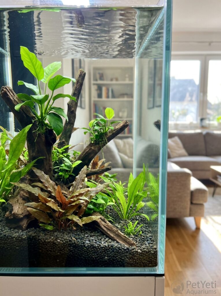 Recovering aquarium plants producing healthy new growth in a clean and well-maintained planted tank.
