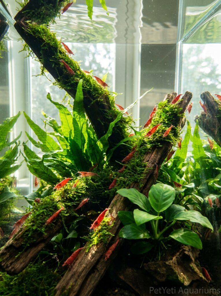 Healthy Cherry Shrimp in a crystal-clear planted aquarium.