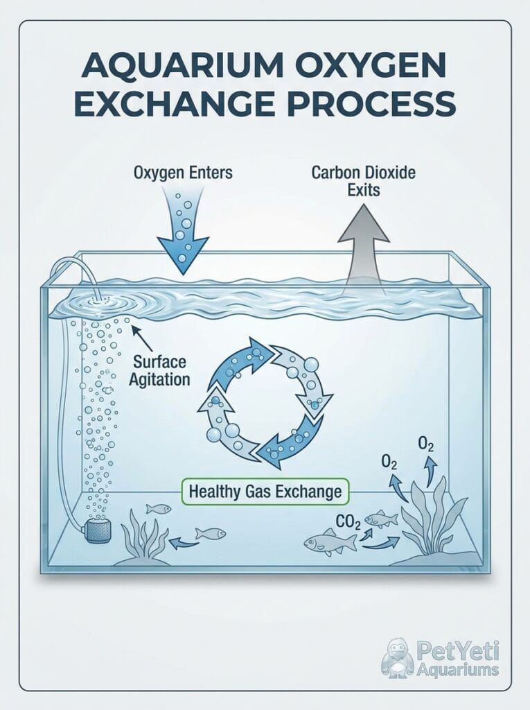 Gas exchange occurring at the surface of an aquarium